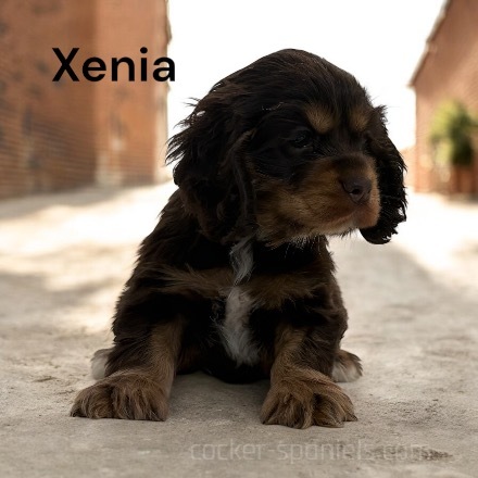 puppy, for, sale, Cocker Spaniel, Joe & Cherri  Overlease, dog, breeder, Miller, MO, dog-breeder, puppy-for-sale, forsale, nearby, find, puppyfind, locator, puppylocator, aca